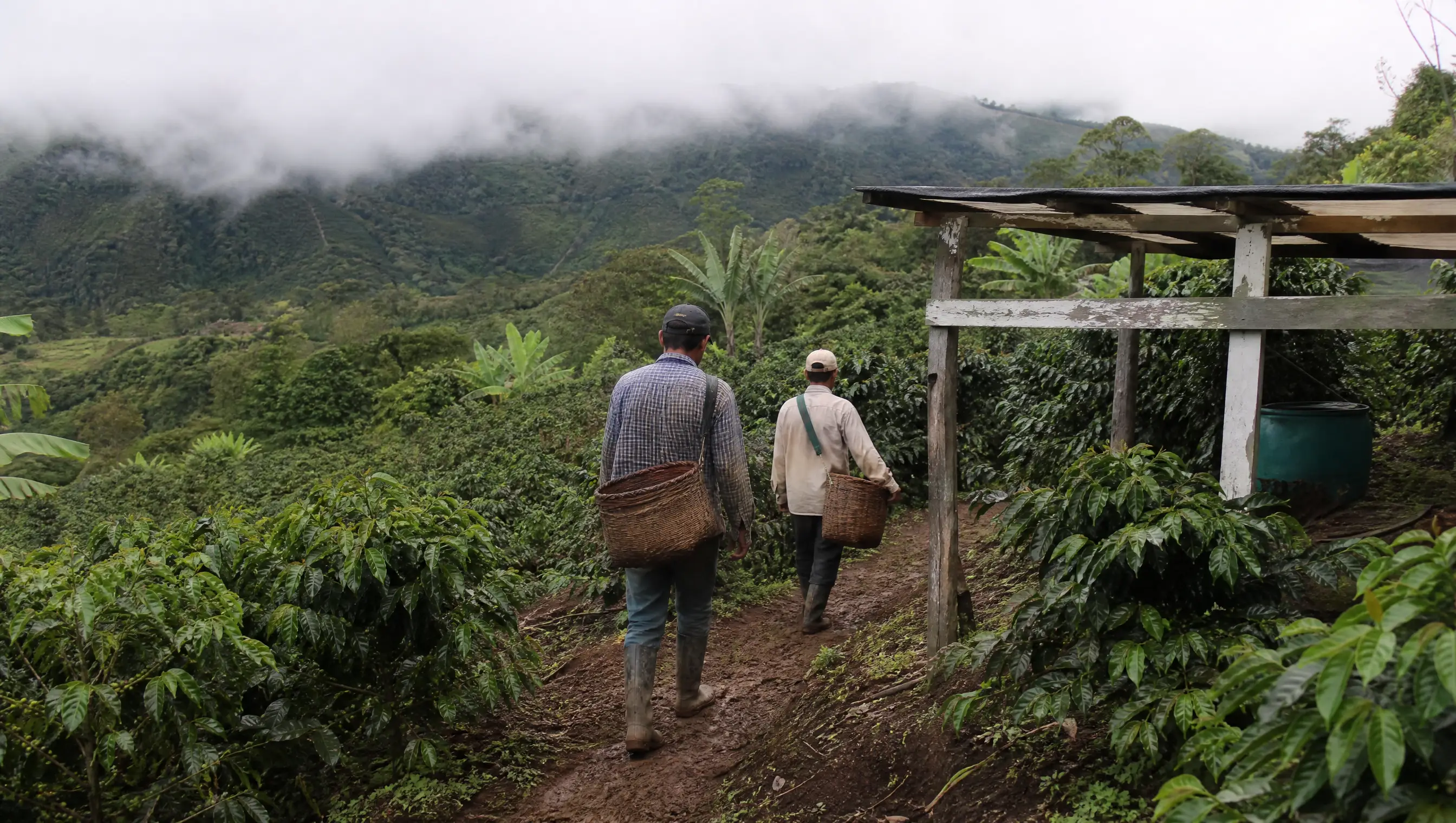 安蒂奧基亞雲霧森林間的雲錦莊園園區,工人身影散落於咖啡樹行列之間。