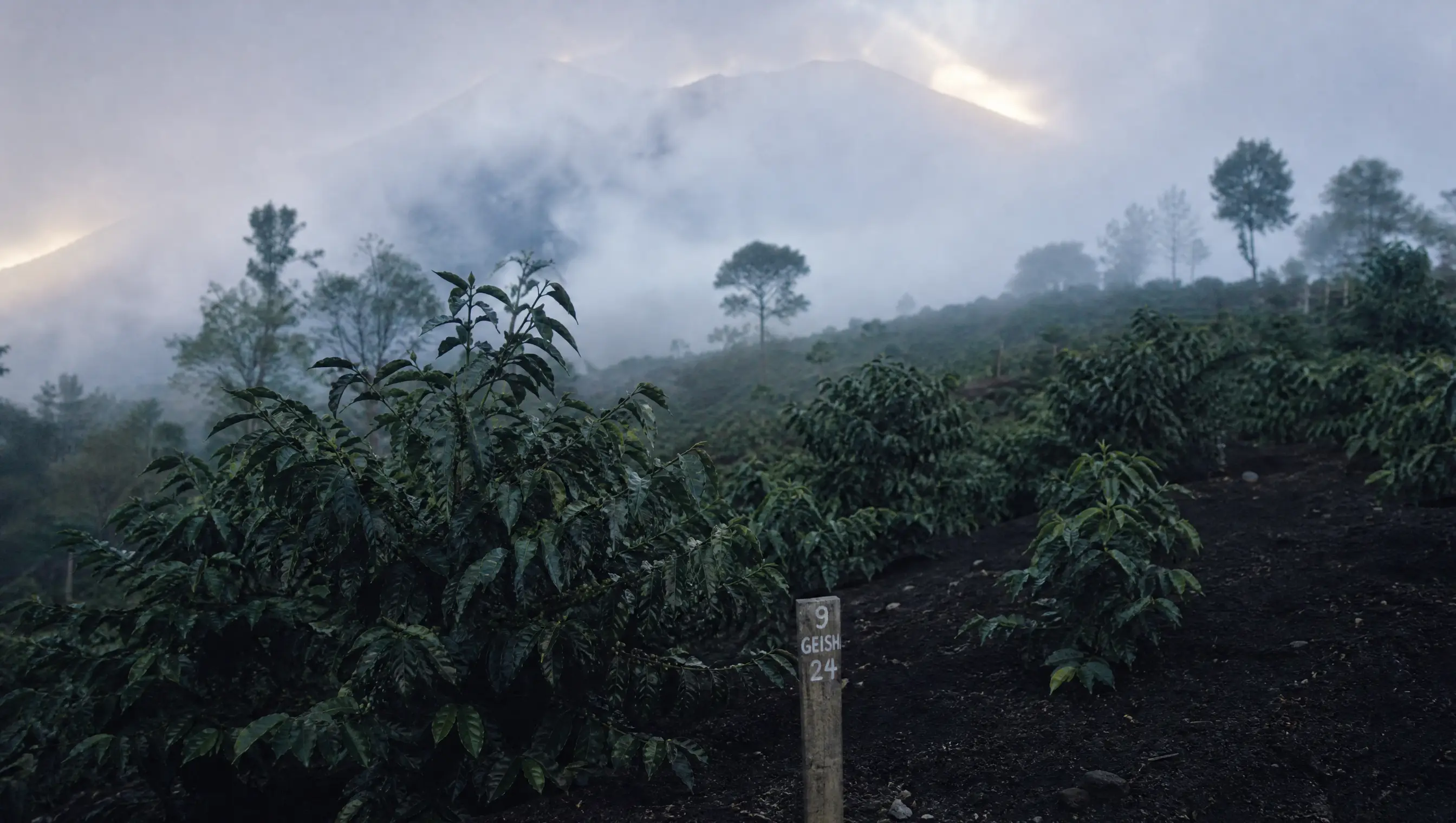 巴拿馬波奎特高地的晨霧莊園,巴魯火山山影之下,藝伎咖啡樹沐浴在晨霧中。